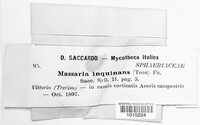 Massaria inquinans image